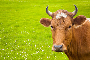 cow and flower meadow