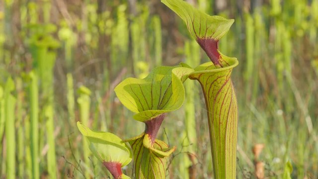 4K Yellow Pitcherplants (Sarracenia flava var. rugelii) 4