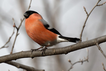 Cute bullfinch is sitting on a tree branch. Animals wildlife.