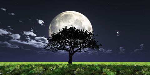 tree night full moon