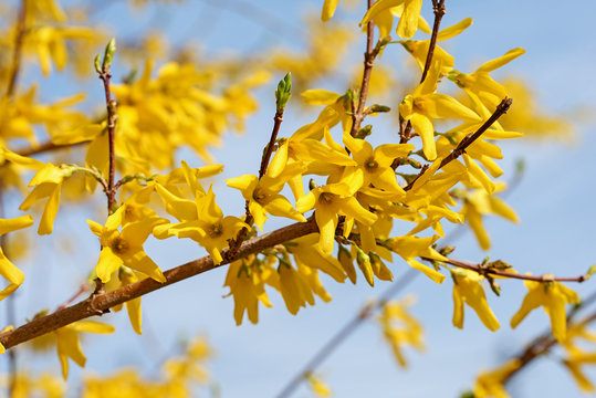 Forsythien, Forsythia