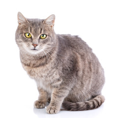 Cat without breed. A simple gray cat