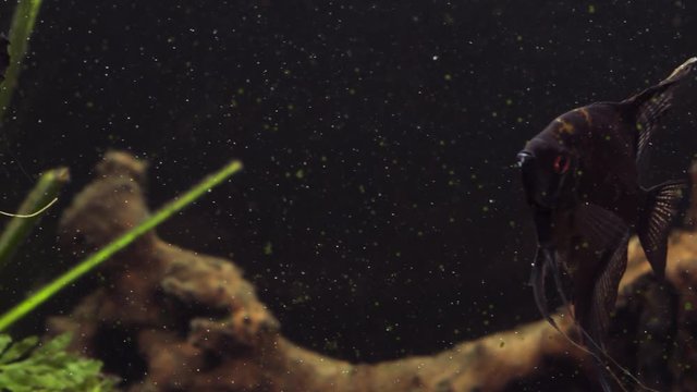 Angle fish in aquarium. Beautiful aquarium still life with swimming cherry barb fishes. Tropical freshwater tank surface on light background