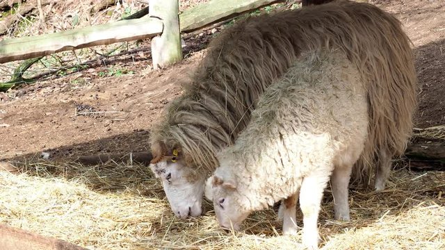 Wallachian sheep (Ovis orientalis aries)