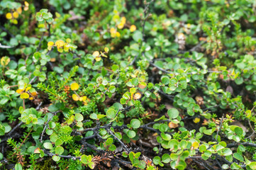 Dwarf birch and crowberry in the Arctic in summer, Norway