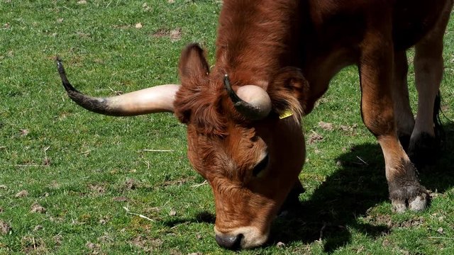 Brown bull eating grass. (Bos primigenius taurus)