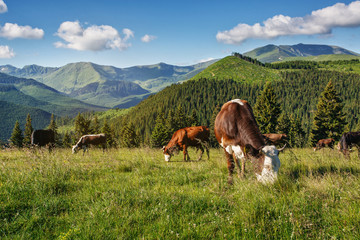 Cows graze on mountain hills in sun beams.