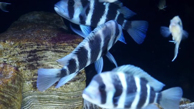 Beautiful fish cyphotilapia frontosa. Tropical fish.
