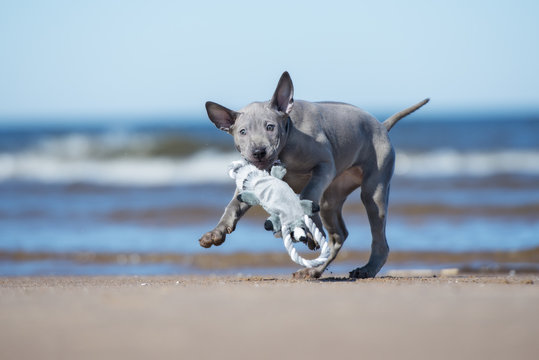 funny thai ridgeback puppy playing with a toy
