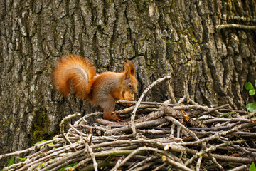 Cute and hungry squirrel eating a nut