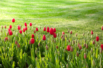 Beautiful view of red tulips under sunlight with green grass