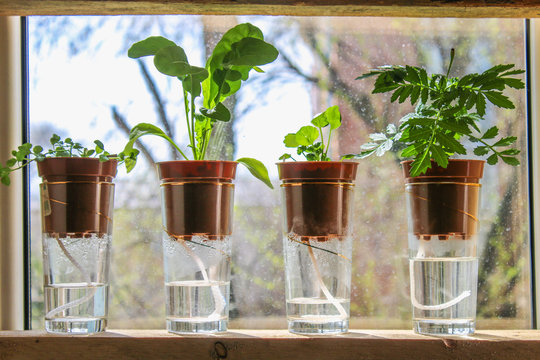 Wick watering. Plants in pots on glasses stand on a shelf on a window.