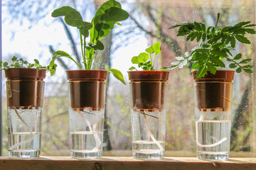 Wick watering. Plants in pots on glasses stand on a shelf on a window.