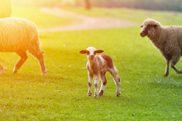 Curious little lamb standing and watching. Sunrise warm light on beautiful meadow