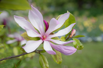 rosa Stern-Magnolie mit weit geöffneten Blütenblättern