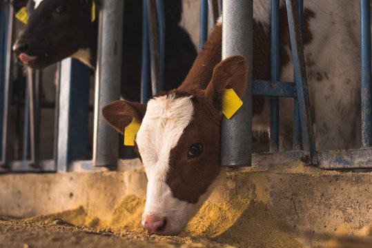 Close up of calf standing in corral on a farm