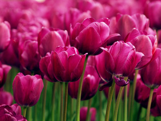 tulipe, fleur, printemps, rouge, tulipe, nature, fleur, vert, jardin, fleures, bouquet, fleurir, floral, plante, beauté, rose, flore, isolé, blanc, couleur, coloré, été, feuille, jaune