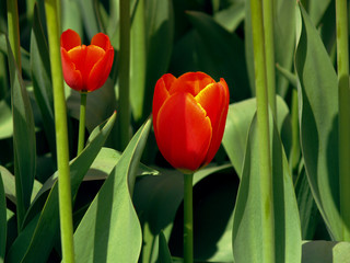 Fototapeta premium tulipe, fleur, printemps, rouge, tulipe, nature, fleur, vert, jardin, fleures, bouquet, fleurir, floral, plante, beauté, rose, flore, isolé, blanc, couleur, coloré, été, feuille, jaune
