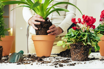 Woman's hands transplanting plant.