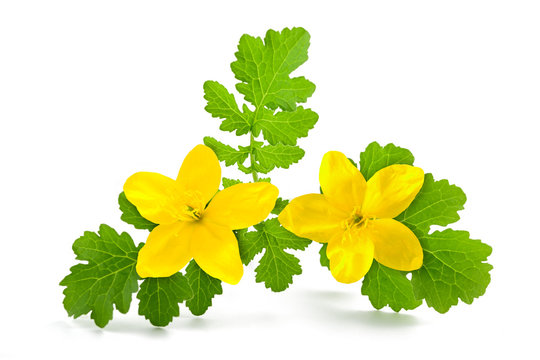 Celandine (Chelidonium Majus)