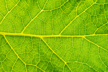 Fototapeta na wymiar Fresh and green tree leaf texture as background for world earth day concept.