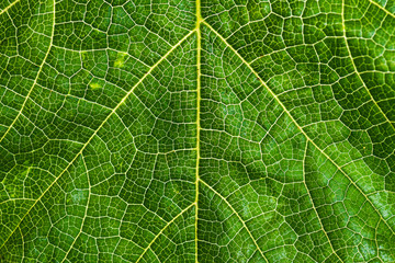 Fresh and green tree leaf texture as background for world earth day concept.