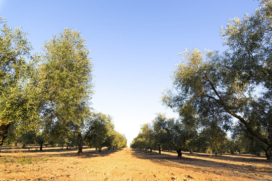 olive tree  grove