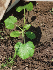 green leaves of cucumber on bed.
