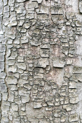 texture of the tree trunk, rough structure