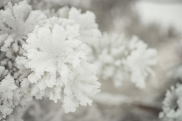 Background image of the branches of a coniferous tree, completely covered with snow.