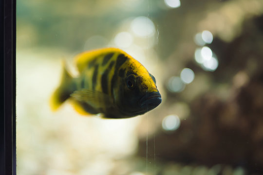 Nimbochromis livingstonii fish of yellow color with black stripe floats in aquarium. Cichlids, mbuna in fish tank.