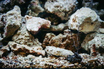 Underwater vegetation on a background of a coral reef.