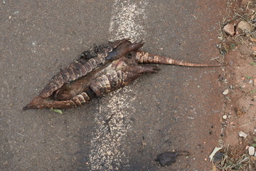 Tatu morto e atropelado em decomposição a beira da estrada