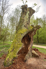 Abgestorbener Baum