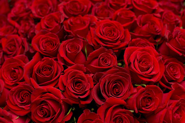 lots of roses background - 200889335
