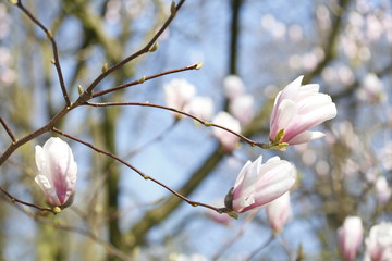 Magnolienblüten auf  Baumzweigen