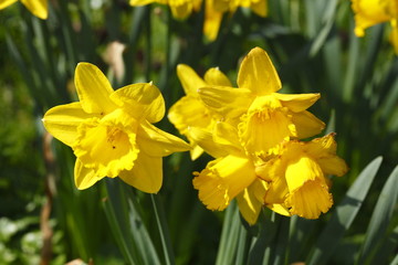 Gelbe Narzissen