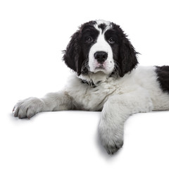 Portrait of sweet black and white Landseer pup / dog laying down with paws over edge isolated on white background looking into lens