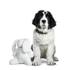 Sweet black and white Landseer pup / dog sitting facing camera with white toy rabbit isolated on white background looking into lens