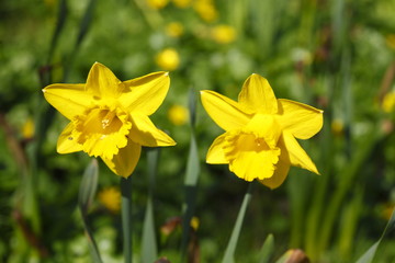 Gelbe Narzissen