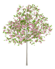 flowering plum tree isolated on white background