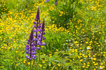 Flowers lupine and buttercups on the meadow