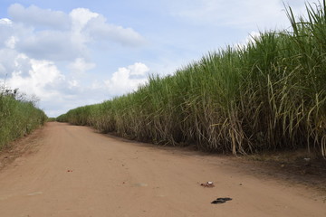 Caminho aberto entre blocos de monoculturas de cana-de-açucar