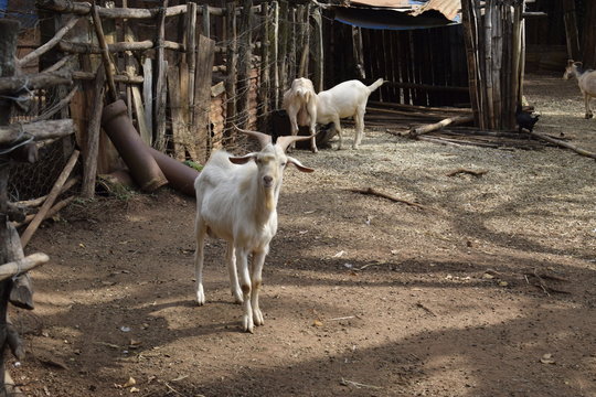 Cabra Branca Em Quintal