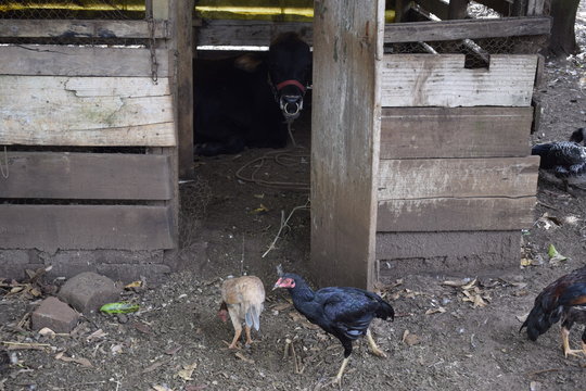 Boizinho escondido em esconderijo enquanto galinhas andam pelo lado de fora ciscando
