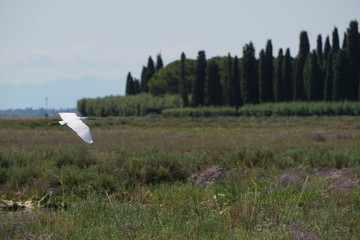 M&ouml;ve in der Lagune von Venedig