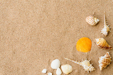 Fototapeta na wymiar Top view of shell on sand beach background for summer holiday concept.