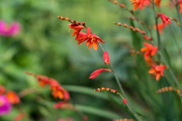 Red flower blooming in teh garden.