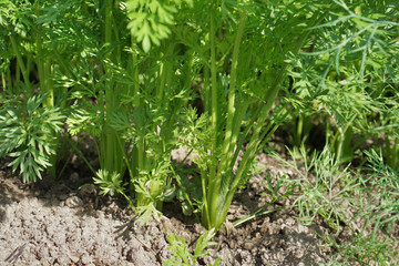 green leaves ofcarrot on bed.