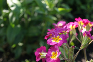 Fototapeta premium SONY DSC